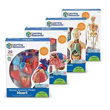 Learning Resources Anatomy Models for Biology Enthusiasts