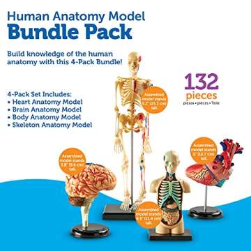 Learning Resources Anatomy Models for Biology Enthusiasts