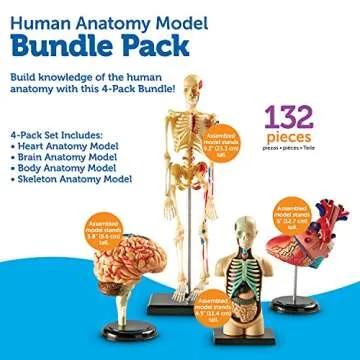 Learning Resources Anatomy Models for Biology Enthusiasts