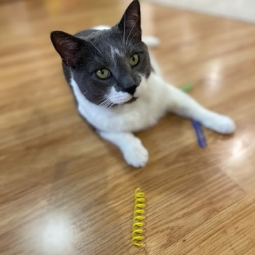 SPOT Ethical Colorful Springs Cat Toy - Engaging Playtime for Cats