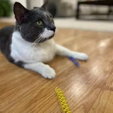 SPOT Ethical Colorful Springs Cat Toy - Engaging Playtime for Cats