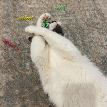 SPOT Ethical Colorful Springs Cat Toy - Engaging Playtime for Cats