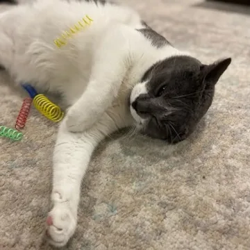 SPOT Ethical Colorful Springs Cat Toy - Engaging Playtime for Cats