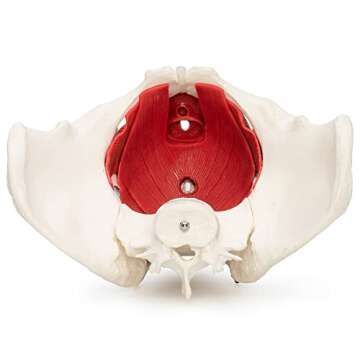 Medical Anatomical Female Pelvis Model with Removable Organs, 6-part, Life Size