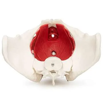 Female Pelvis Model for Anatomy Education and Therapy