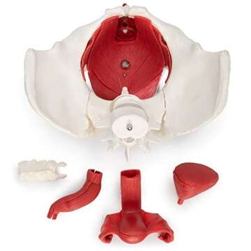 Medical Anatomical Female Pelvis Model with Removable Organs, 6-part, Life Size