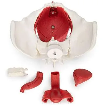Female Pelvis Model for Anatomy Education and Therapy