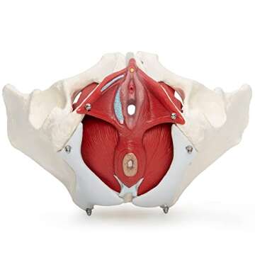 Medical Anatomical Female Pelvis Model with Removable Organs, 6-part, Life Size