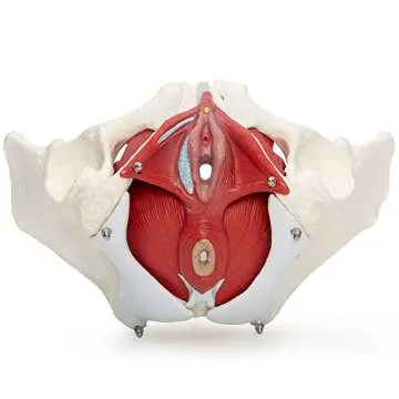 Female Pelvis Model for Anatomy Education and Therapy