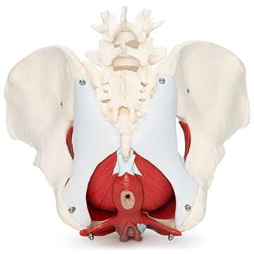 Medical Anatomical Female Pelvis Model with Removable Organs, 6-part, Life Size