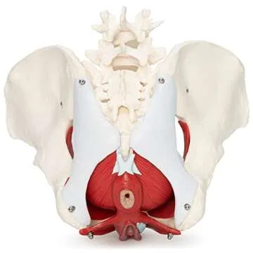 Female Pelvis Model for Anatomy Education and Therapy