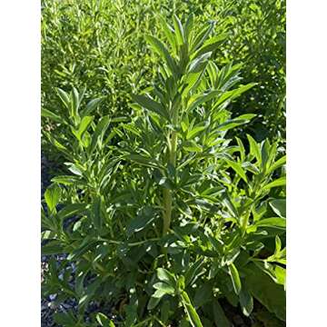 Plant Good Seed Organic Stevia Seeds - Pack of 35, Heirloom Seeds for Planting Herbs, Flowers - Gard...