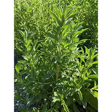 Plant Good Seed Organic Stevia Seeds - Pack of 35, Heirloom Seeds for Planting Herbs, Flowers - Gard...