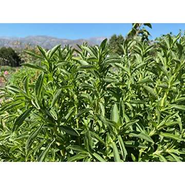 Plant Good Seed Organic Stevia Seeds - Pack of 35, Heirloom Seeds for Planting Herbs, Flowers - Gardening Supplies, Herb Garden, Flower Seeds to Plant Outside - Non-GMO, from USA