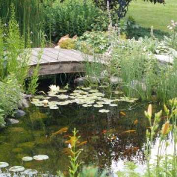 CrystalClear Thrive Aquatic Plant Food for Water Gardens