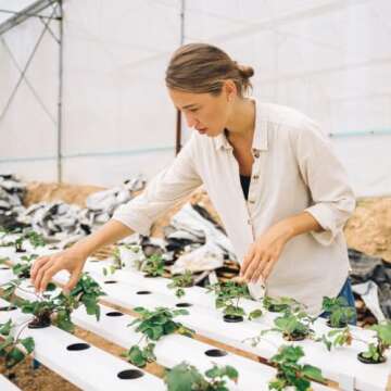 Oasis Horticube 276-Cell Sheets - Grow Cubes for Hydroponics - 3 Sheets - 828 Total Cells - Engineered for Hydroponic Growing in This Lower-Density Medium for Superior Root Growth - (3 Sheet)