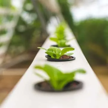 Oasis Horticube Sheets for Hydroponic Growing Cubes - 828 Cells