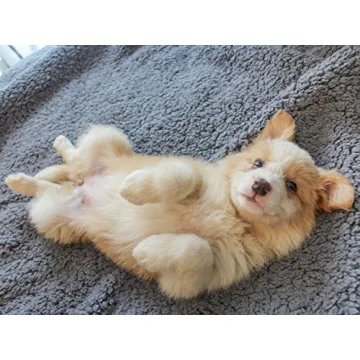 Furrybaby Dog Blanket Soft Sherpa Fleece for Small Pets