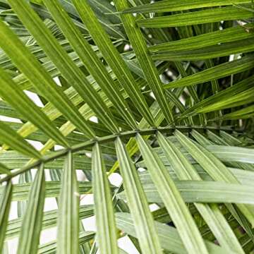 United Nursery Majesty Palm Live Plant, Outdoor and Indoor Live Palm Tree, Low Maintenance Easy Care...
