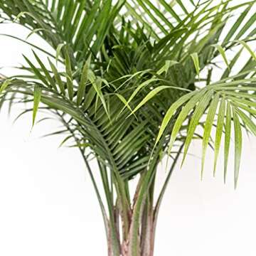 United Nursery Majesty Palm Live Plant, Outdoor and Indoor Live Palm Tree, Low Maintenance Easy Care Outdoor Indoor Tropical Palm Tree 3 Feet Tall Shipping Size