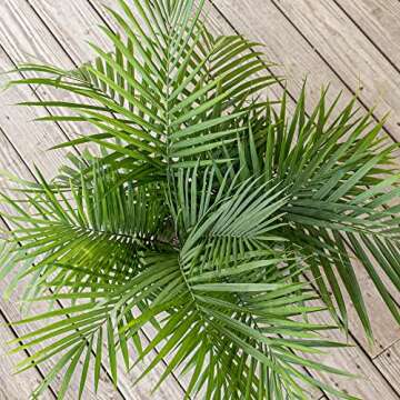 United Nursery Majesty Palm Live Plant, Outdoor and Indoor Live Palm Tree, Low Maintenance Easy Care Outdoor Indoor Tropical Palm Tree 3 Feet Tall Shipping Size