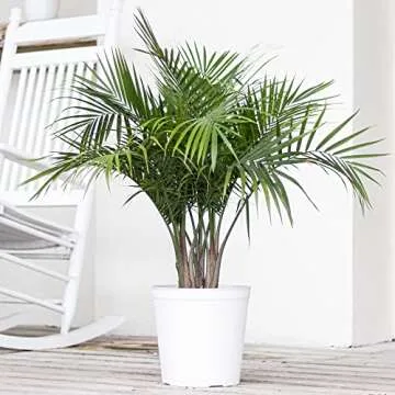Majesty Palm Live Plant - Easy Care Indoor Outdoor