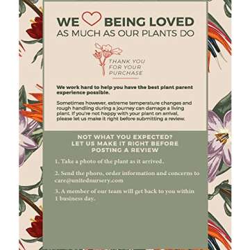 United Nursery Majesty Palm Live Plant, Outdoor and Indoor Live Palm Tree, Low Maintenance Easy Care Outdoor Indoor Tropical Palm Tree 3 Feet Tall Shipping Size