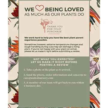 Majesty Palm Live Plant - Easy Care Indoor Outdoor