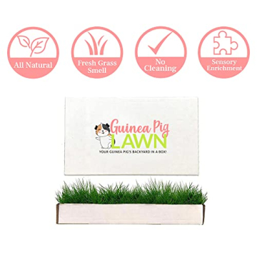 Guinea Pig Lawn Fresh Grass Mat - Natural & Multi-Use Gift