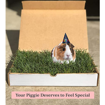 Guinea Pig Lawn Fresh Grass Mat - Natural & Multi-Use Gift