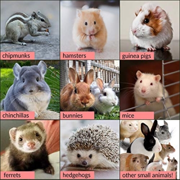 Guinea Pig Lawn Fresh Grass Mat - Natural & Multi-Use Gift