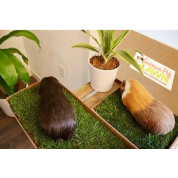Guinea Pig Lawn Fresh Grass Mat - Natural & Multi-Use Gift