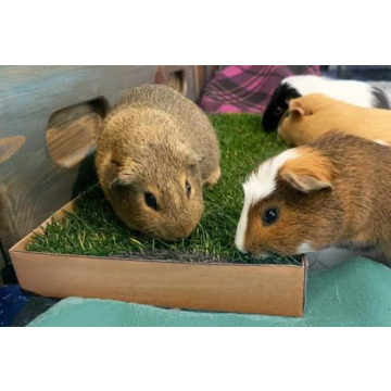 Guinea Pig Lawn Fresh Grass Mat - Natural & Multi-Use Gift