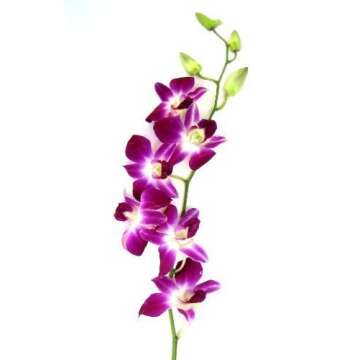 Fresh Cut Flowers -Dendrobium Purple Orchids with Vase Gift for Birthday, Sympathy, Anniversary, Get...