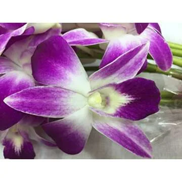 Fresh Cut Dendrobium Orchids Bouquet Gift for Any Occasion