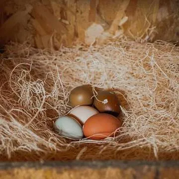 Eaton Pet and Pasture, Premium Laying Hen Nesting Pads, USA Grown & Sustainably Harvested, 13 x 13 (10 Pack)