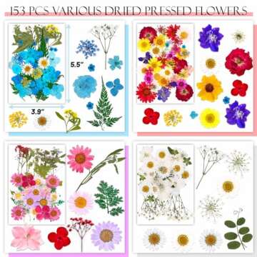 153 Pressed Flowers for Crafting - Vibrant & Unique Creations
