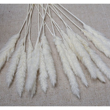 60 Pcs Dried Pampas Grass for Chic Decor and Weddings