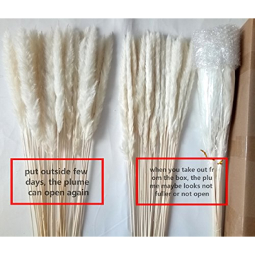 60 Pcs Dried Pampas Grass for Chic Decor and Weddings