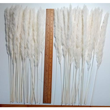 60 Pcs Dried Pampas Grass for Chic Decor and Weddings