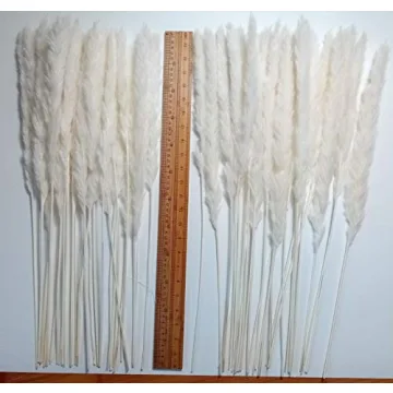 60 Pcs Dried Pampas Grass for Chic Decor and Weddings