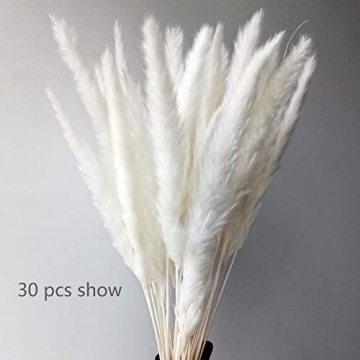 60 Pcs Dried Pampas Grass for Chic Decor and Weddings