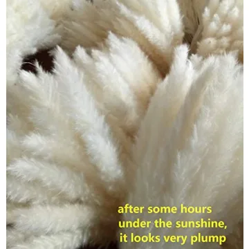 60 Pcs Dried Pampas Grass for Chic Decor and Weddings