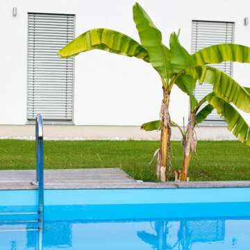 Brighter Blooms - Dwarf Cavendish Banana Tree, 6 inch - No Shipping to AZ