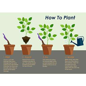 Brighter Blooms - Dwarf Cavendish Banana Tree, 6 inch - No Shipping to AZ