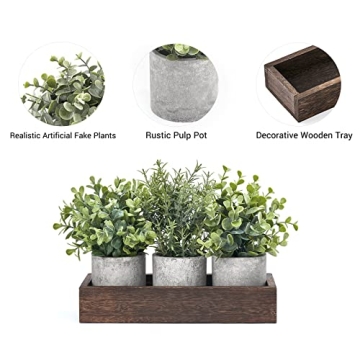 Eucalyptus Mini Potted Plants - Farmhouse Decor