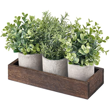 Eucalyptus Mini Potted Plants - Farmhouse Decor