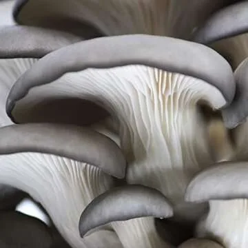 North Spore Blue Oyster Mushroom Grow Kit | Easy, Organic & Fun