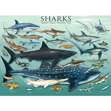 EuroGraphics 1000 Piece Sharks Puzzle for All Ages
