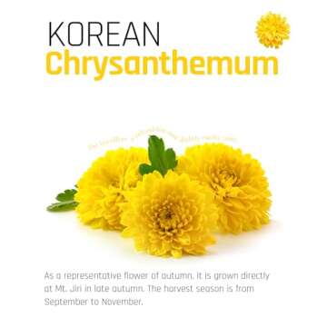 Ssanggye Chrysanthemum Floral Tea 0.5g x 100 Tea Bags, Bulk Size Premium Korean Herbal Hot Cold Hygienic Single Teabag Flower Tea Sweet Soft Flavor 국화차 4 Seasons Made in Korea